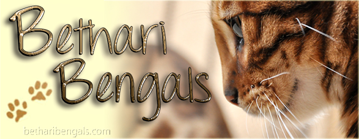 Bengal Cat Zucht 